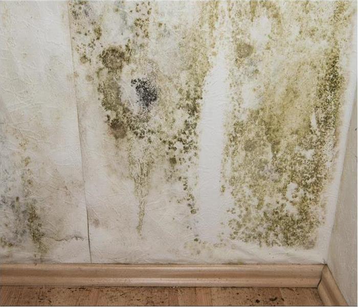 Green mold growth on a wall